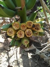 Unravelling the emergence of the Banana Xanthomonas Wilt through a novel approach
