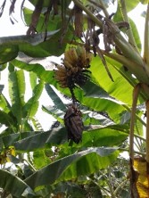 Unravelling the emergence of the Banana Xanthomonas Wilt through a novel approach