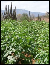 COTTON ADAPTATION TO WATER STRESS:
GENETIC AND MORPHO-PHYSIOLOGICAL DETERMINISM OF DROUGHT STRESS RESPONSE DURING THE VEGETATIVE PHASE OF CULTIVATED COTTON (Gossypium hirsutum L.) DEVELOPMENT