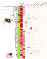 Tackling the metagenomics of aphids microbial symbionts : are conifereeding aphids looking for new tenants