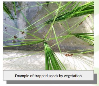 Experimental assessment of 2D flow velocity fields induced by plant biodiversity in open channels for seed transport