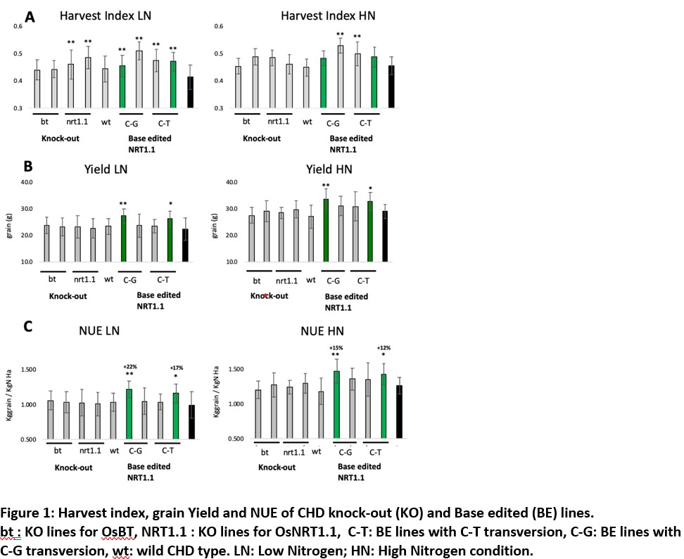 Generation & Deployment of Genome-Edited, Nitrogen-use-Efficient Rice Varieties