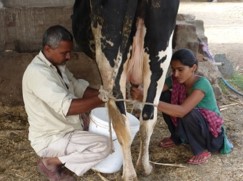 Indian dairy systems facing local and global challenges