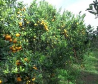 Influence de l’interaction génotype-environnement sur la qualité de la mandarine