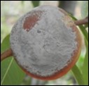 Exploration of the genetic variability of peach phenolic and triterpenoid com-pounds as natural defense against brown rot
