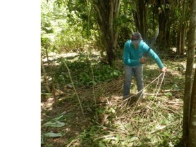 Forest restoration by smallholders in the Eastern Amazon: how to improve the balance between environmental and socioeconomic benefits?