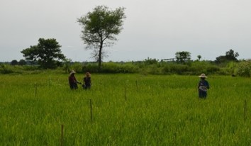 Rice pathogenic microBIOME: focus on bacterial and fungal within-plant pathogen interactions in West Africa.