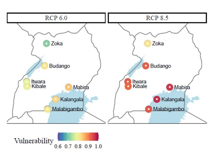 ClimCoffea : Drought and temperature stress adaptation in Robusta coffee: from candidate genes to drought tolerant variants.