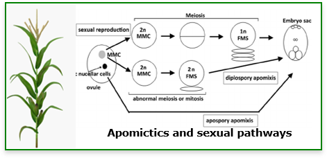Live Imaging of Reproductive Development in Sexual and Apomictic Grasses