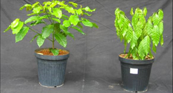 Study of the climate adaptation of wild coffee (Coffea canephora)