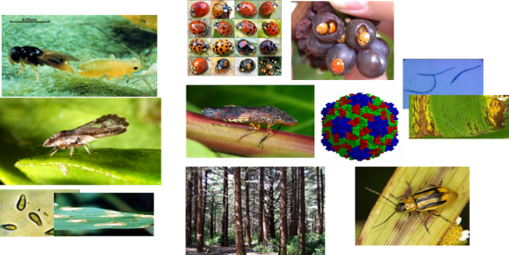 Biofis
Bioagressors and invasive species: 
from individual to population to species