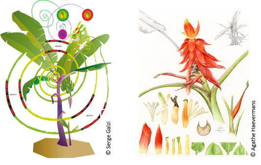 Endogenous virus markers and plant genome NGS sequencing to address Musa biodiversity and enhance genetic resources for breeders 