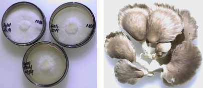 Study of the nutritional characteristics of previously analysed edible mushrooms as biofertilisers