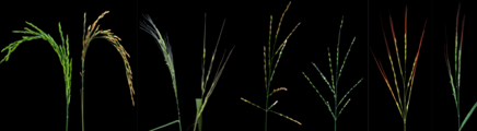 Etude de l’évolution du développement reproductif dans le genre Oryza pour l’amélioration de riz cultivé moderne