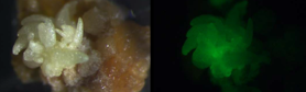 Exploring a gene inducible system for functional studies related to flowering phenology in apple.