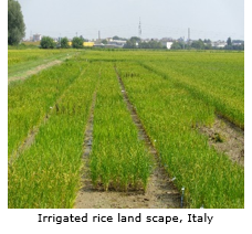 Sélection génomique pour l’efficience de l’utilisation des ressources chez le riz 