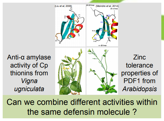 Ideotype plants from Defensin Protein Promiscuity