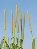 NewPearl - Combining new phenotyping approaches and next generation sequencing to accelerate breeding in pearl millet, an orphan cereal from arid regions