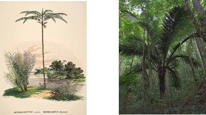 Natural and human-mediated evolution in hyperdominants Palms of Amazonia: a historical genOmics proff-of-concept test.