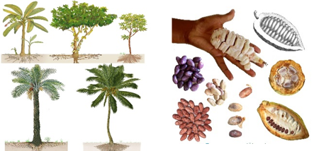 Assessment of farmer’s tradictional and botanical knowledge regarding the reproductive biology of some of their crops (cassava, cocoa, coconut, banana)