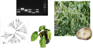 Epidemiological surveillance of Ralstonia solanacearum, causal agent of bacterial wilt of solanaceous crops, in the South-West Indian Ocean  islands and Eastern Africa, diversity and genetic structure of populations

