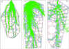 Rosom - Influence of root-soil mechanical interaction on the variability of root architecture 

