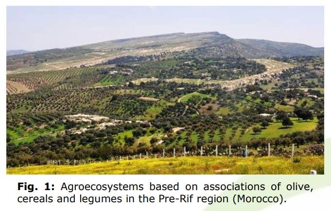 Supporting Agrobiodiversity in Mediterranean Agroecosystems to improve Drought Adaptation