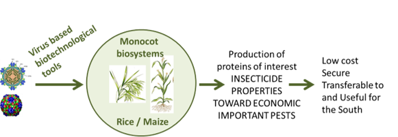 Développement de bioréacteurs végétaux et de technologies amplicon/VIGS dans les monocotylédones (riz et maïs)