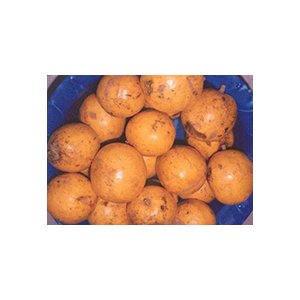 Irvingia gabonensis fruits