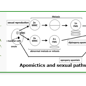 APOMOVIE_Apomictics_and_sexual_pathways.png