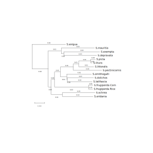 AdaptiveSpodo_Fig_1_A_reconstructed_phylogenetic_tree.png